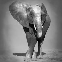 Print of the year Advanced Mono 2026