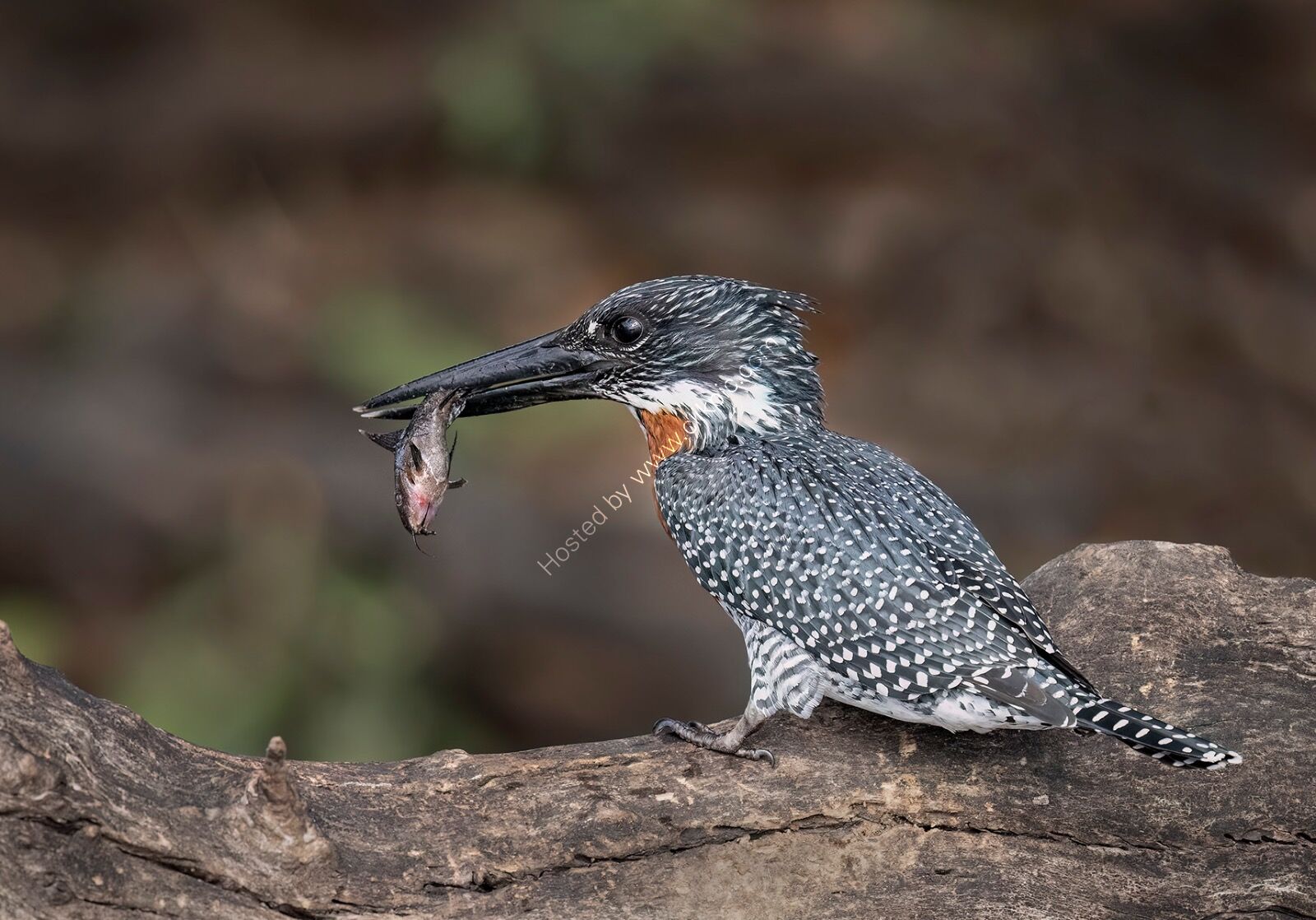 Giant Kingfisher with Catfish