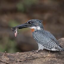 Giant Kingfisher with Catfish