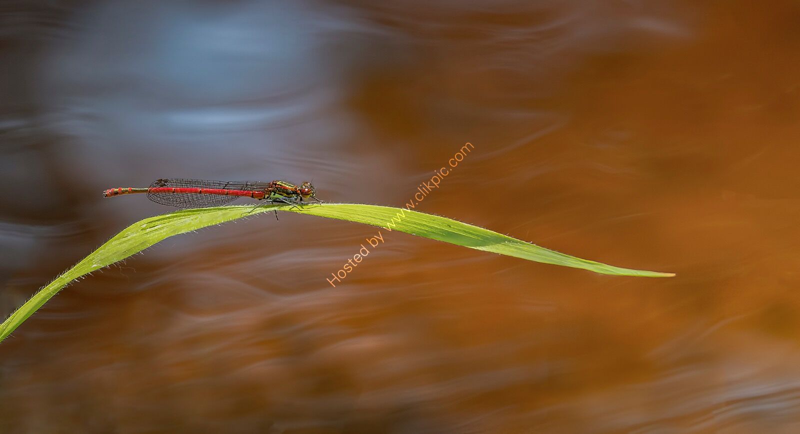 Large Red Damselfly over stream