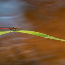 Large Red Damselfly over stream