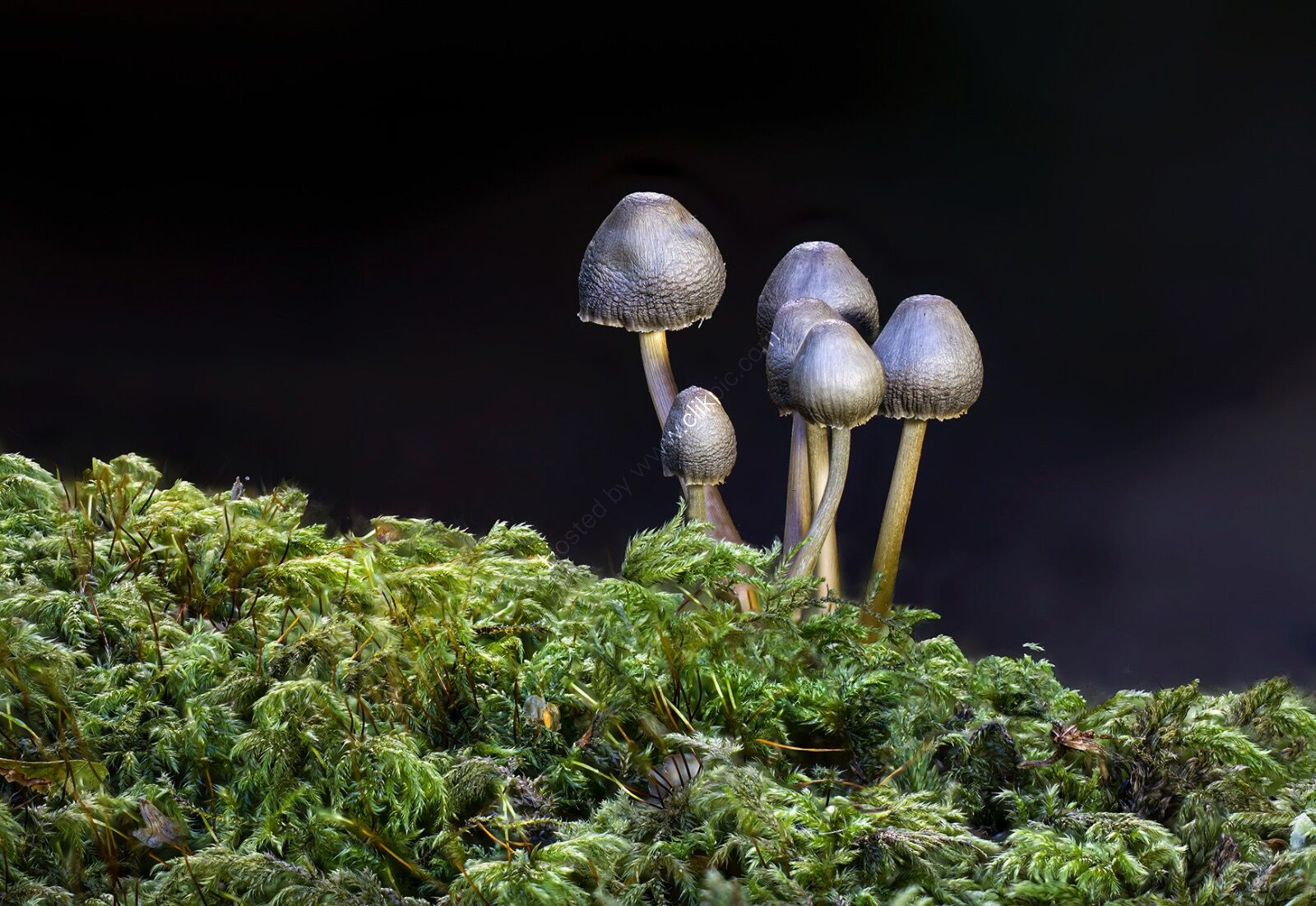 Mycena on Moss - H/C -