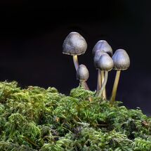 Mycena on Moss - H/C -