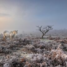 New Forest Pony in Misty Dawn