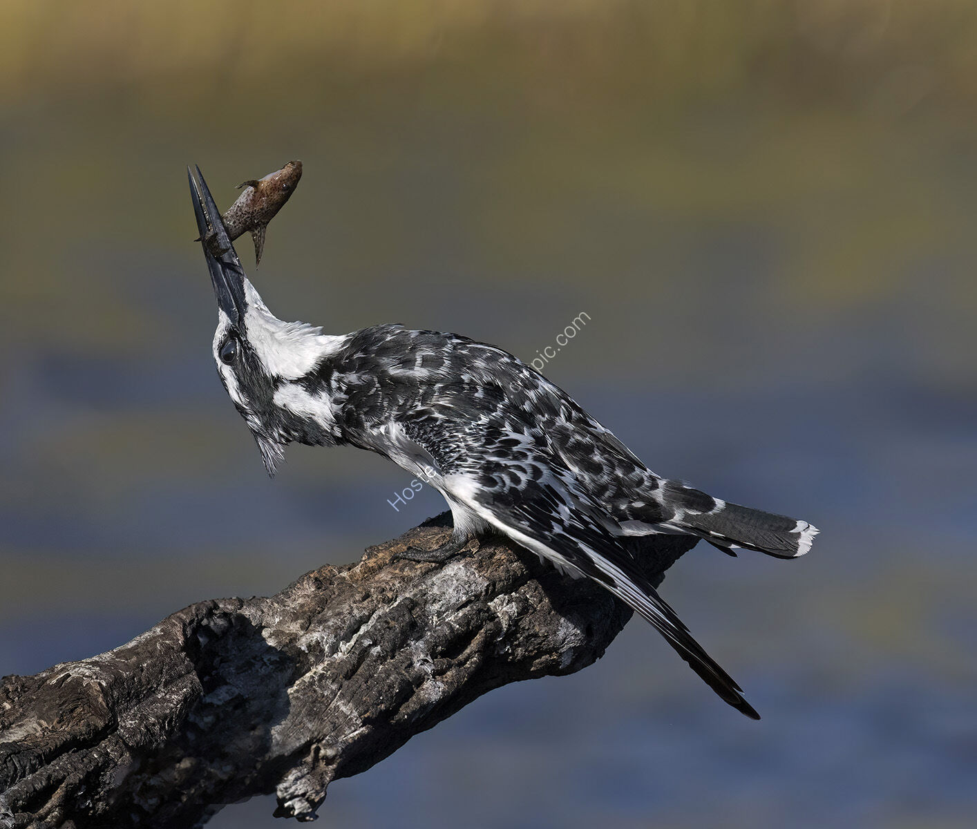 Pied Kingfisher Beating Catch - H/C -