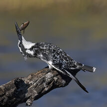 Pied Kingfisher Beating Catch - H/C -