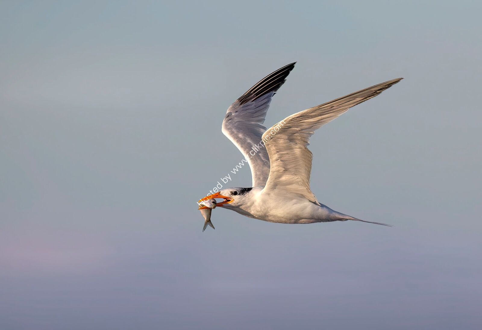 Royal Tern at Sunrise