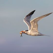 Royal Tern at Sunrise