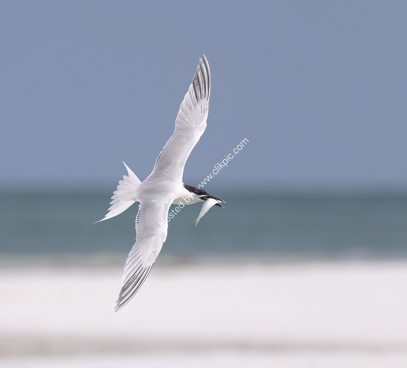 Sandwich Tern with catch