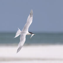 Sandwich Tern with catch