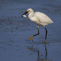 Snowy Egret with fish H/C