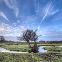 H/C - Tree on Winding Stream