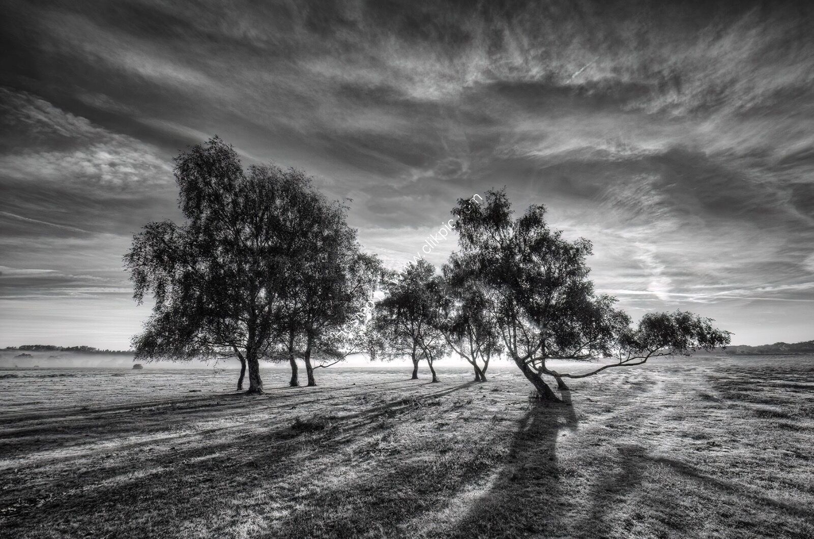 1st Place......Trees and Shadows