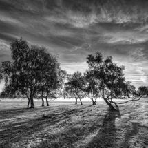 Print of the year 2025 advanced mono