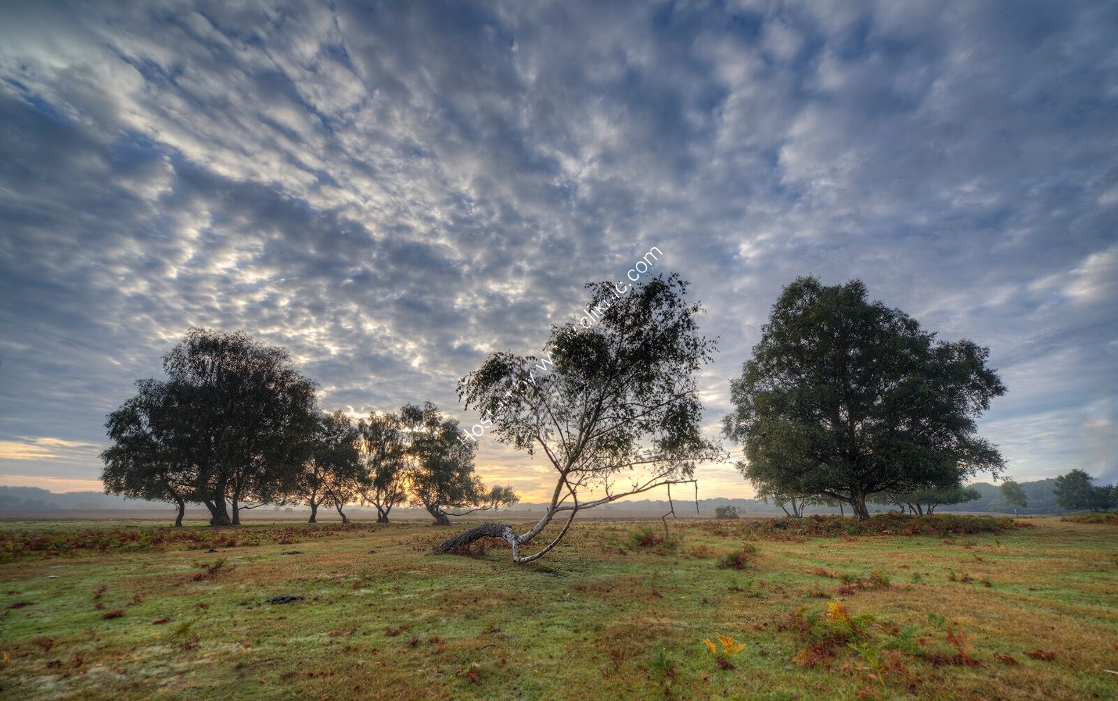 3rd Place - Trees on the Heath