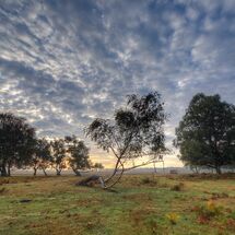 3rd Place - Trees on the Heath