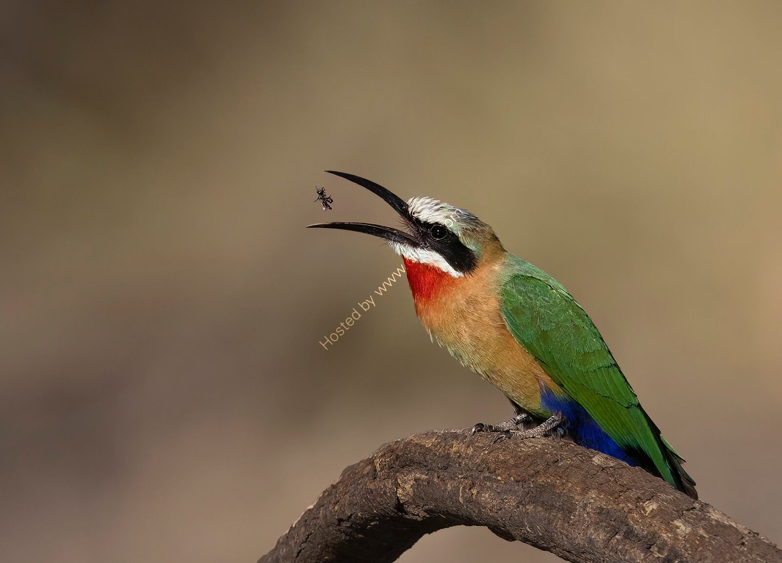 White Throated Bee Eater With Prey - H/C -