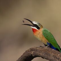 White Throated Bee Eater With Prey - H/C -
