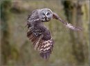 Eagle Owl..Highly Commended..Bernard Hutton Trophy