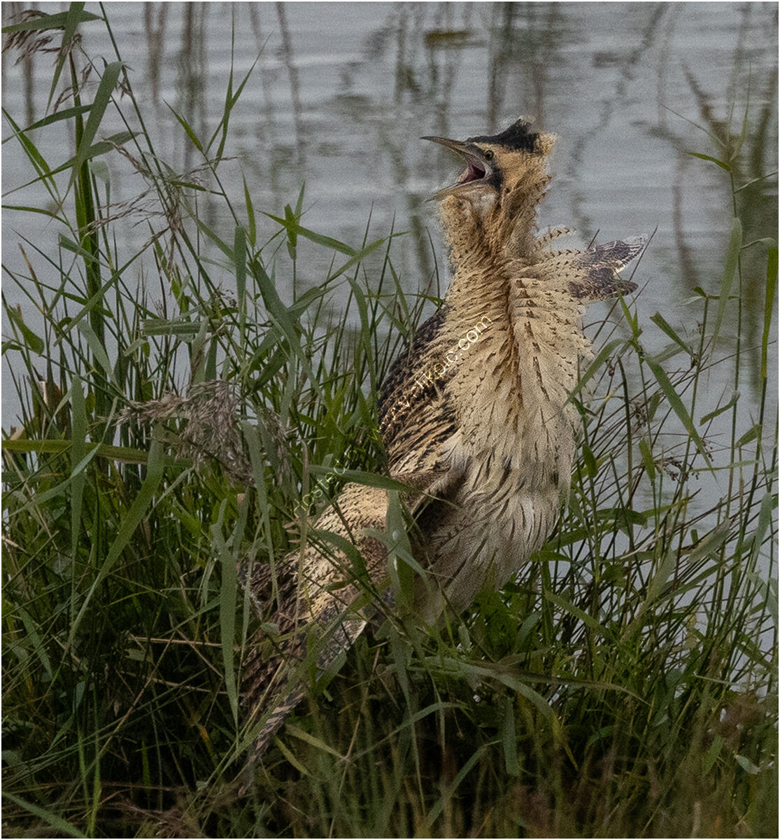 Displaying Bittern