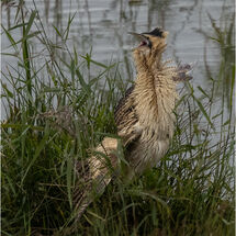 Displaying Bittern