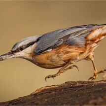 Nuthatch on the run