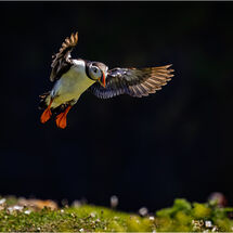 Skomer Puffin  - H/C