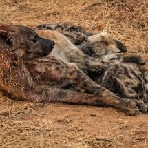Hyena suckling after kill