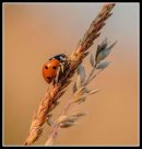 Ladybird