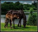 Mum with Foal