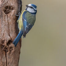 Blue Tit - 3rd