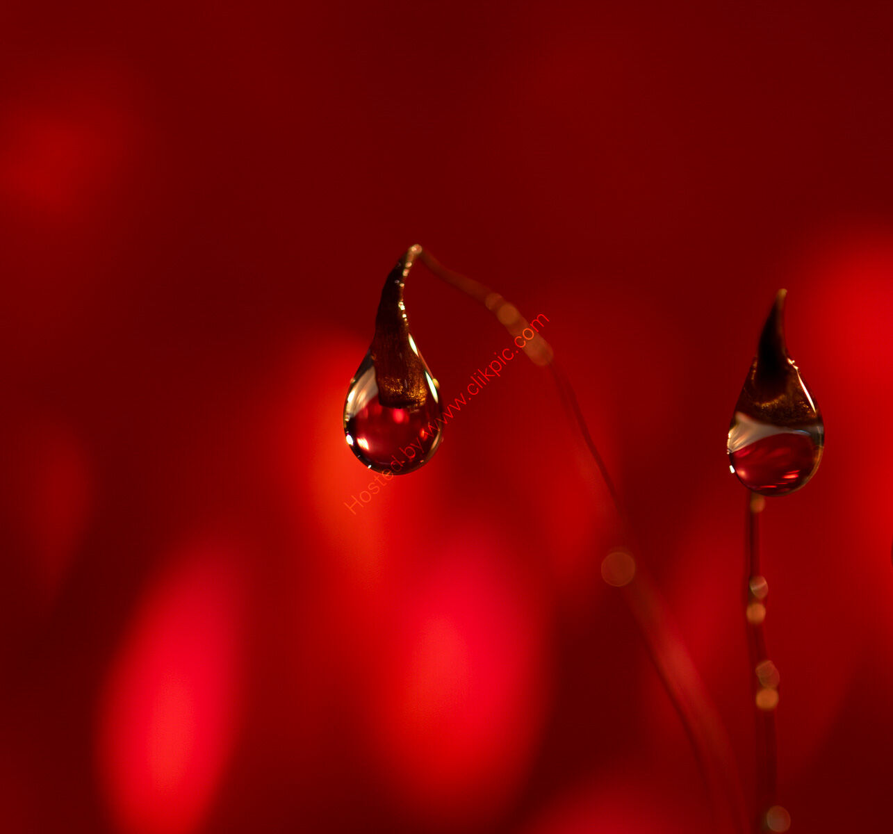 Droplets in the Fire - H/C
