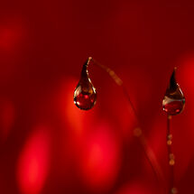 Droplets in the Fire - H/C