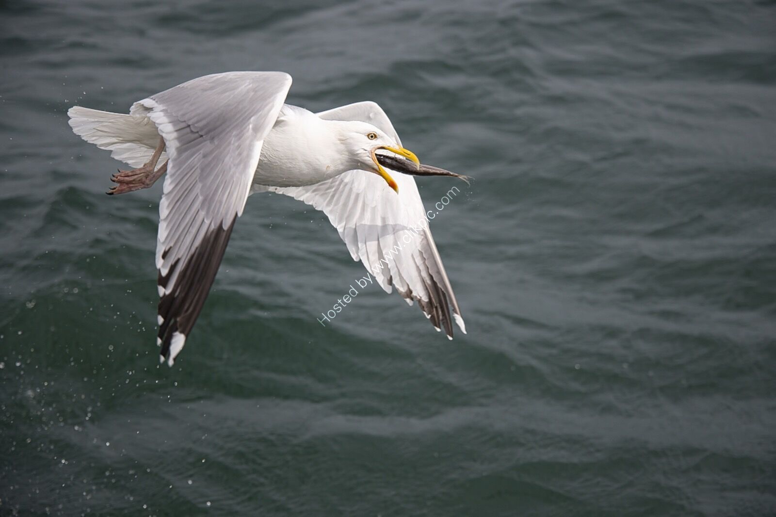 Herring Gull with Fish
