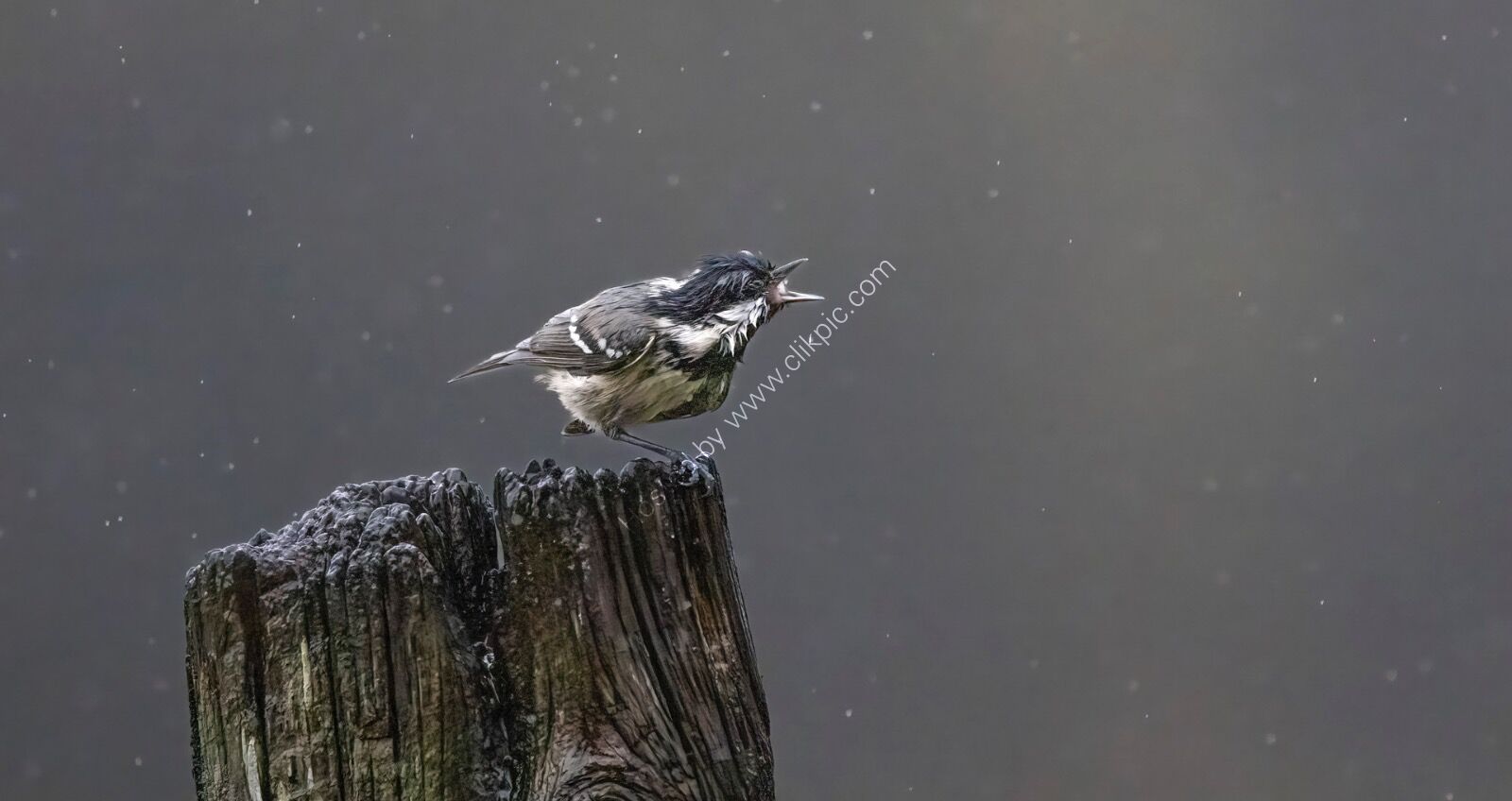 Its Raining and I'm not happy - 1st Place -
