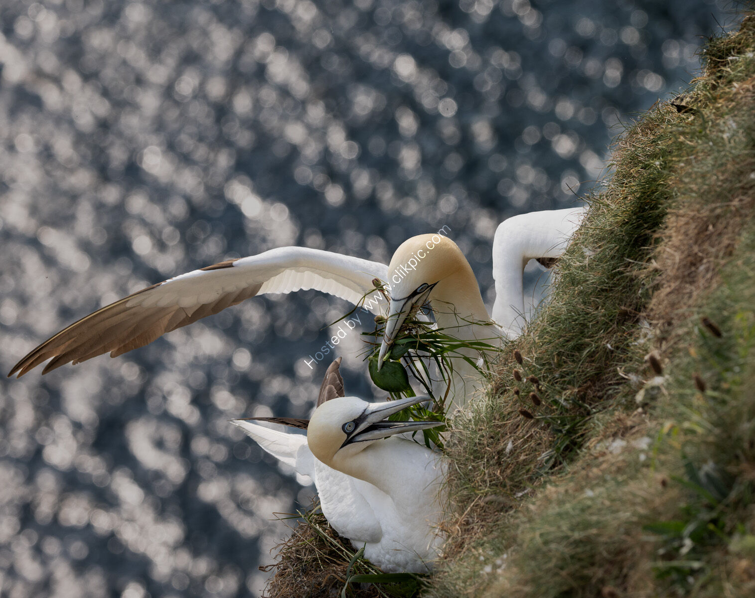 Ive brought you some grass - H/C -