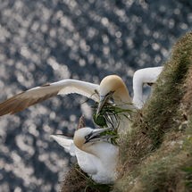 Ive brought you some grass - H/C -