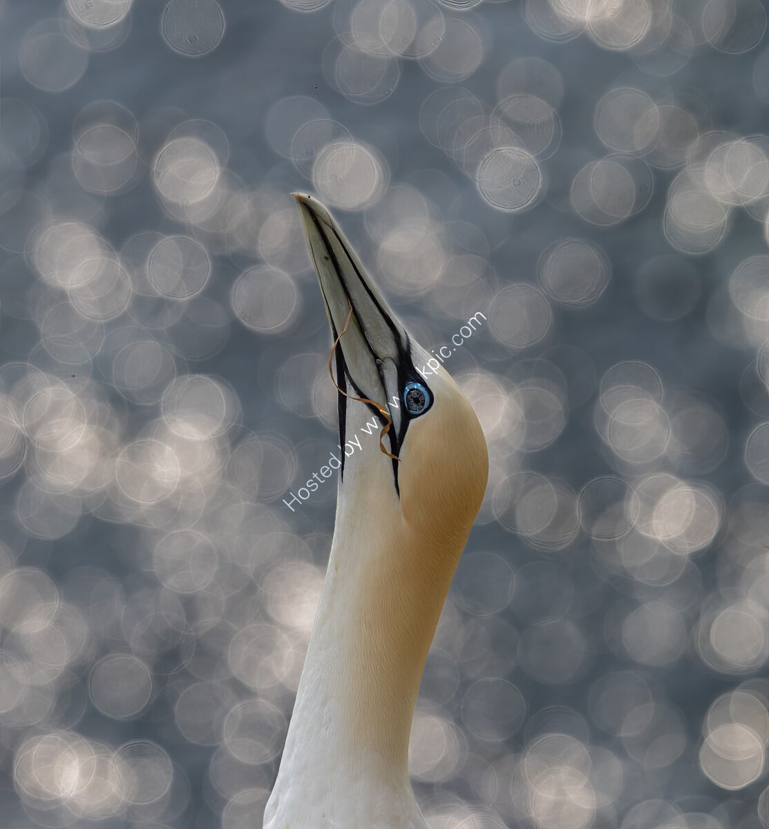 Long stretch