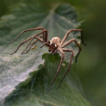 Nursery web spider and the Aphid - H/C -