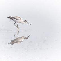 3rd Avocet