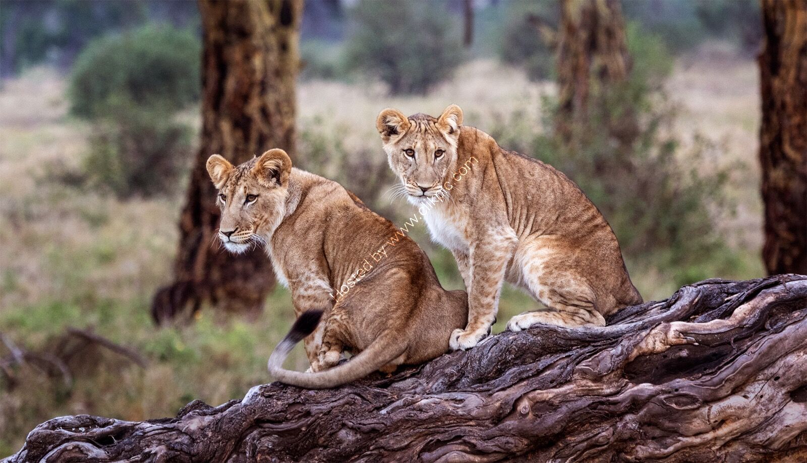 Sibling cubs at dusk - H/C -