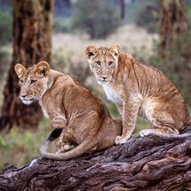 Sibling cubs at dusk - H/C -