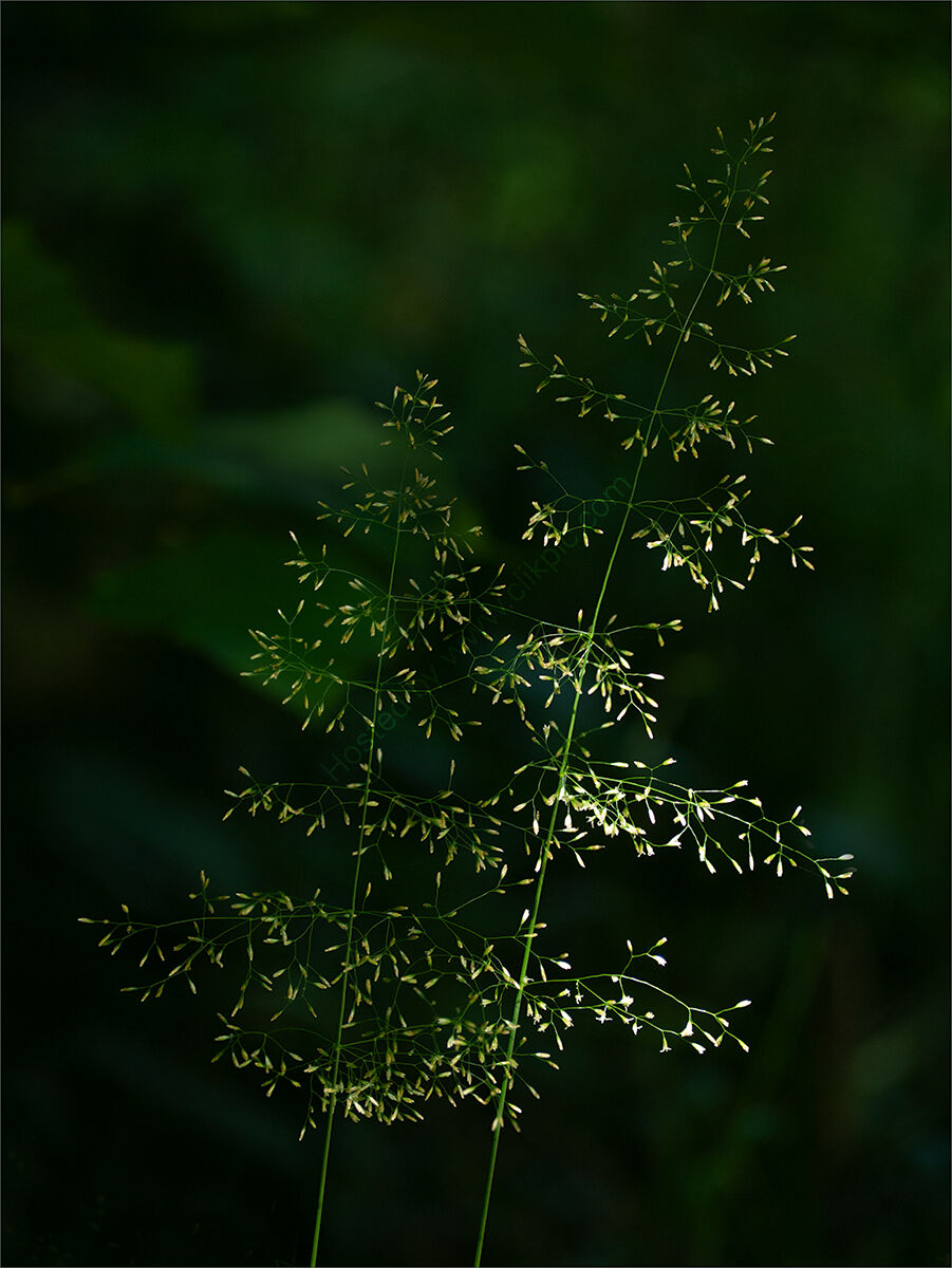 A Splash of Light - H/C -