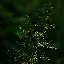 A Splash of Light - H/C -