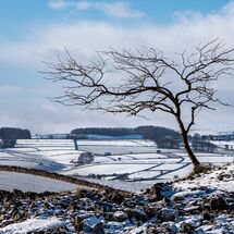 First Fall of Snow H/C