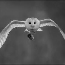 Barn Owl with vole