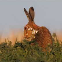 Brown Hare in a potato field.