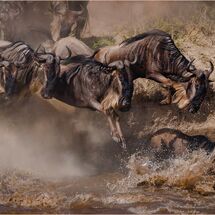 Chaos on the Mara - 3rd