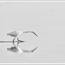 3rd Egret stalking