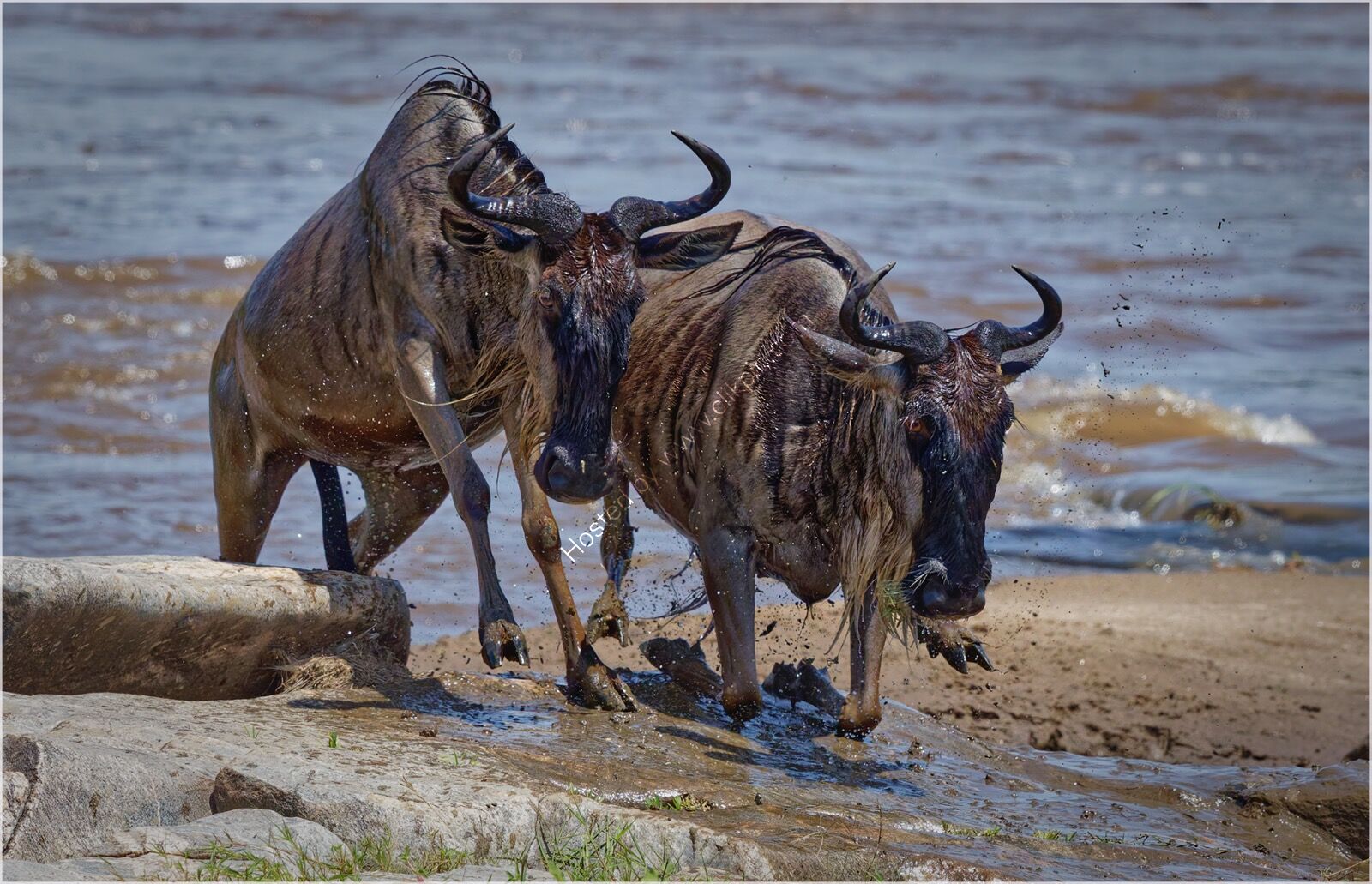 Exhausted after crossing the Mara